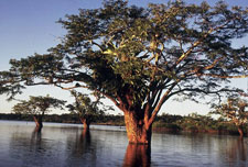 Ecuador-Amazon-Canoeing Adventure in the Cuyabeno Wildlife Reserve